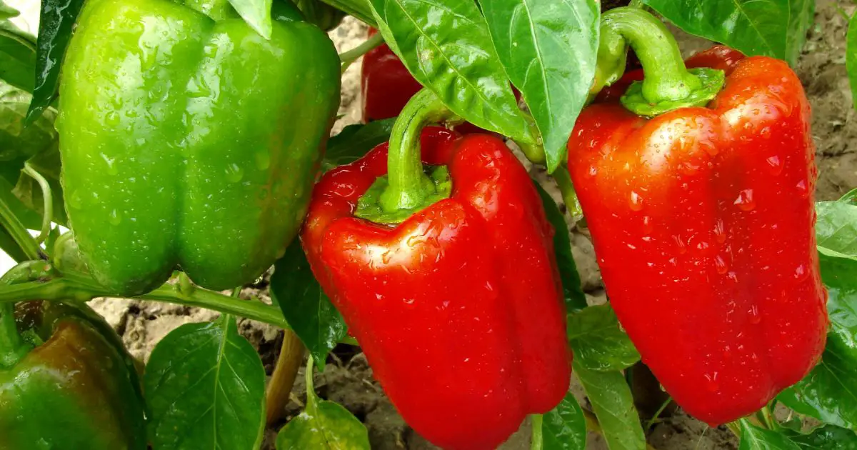 40 Great Companion Plants for Bell Peppers