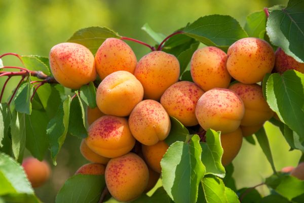 Apricot tree close-up.
