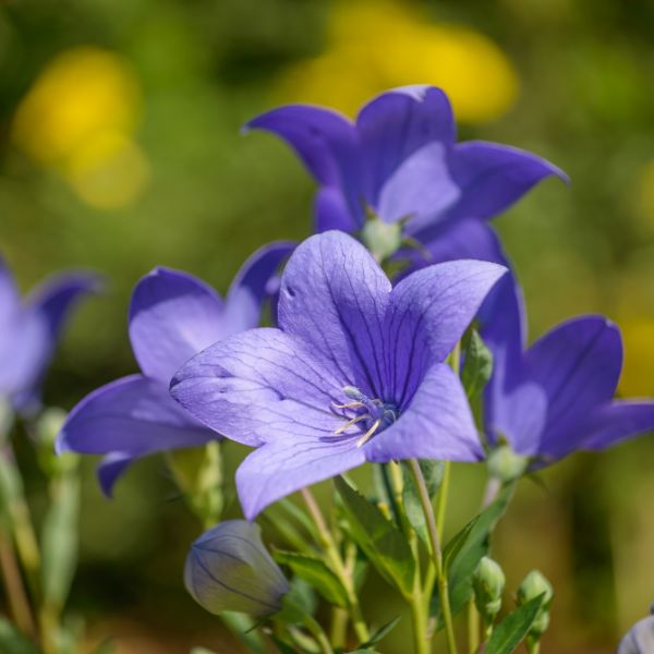 Balloon flowers close-up with green leaves in the background.