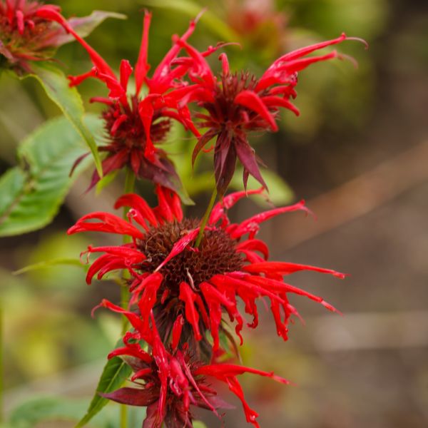 Bee balm in bloom.