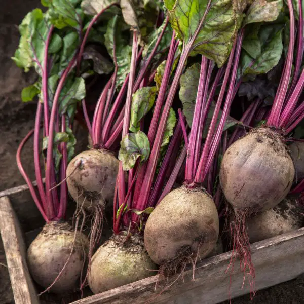 Beets in a wooden basket in the garden.