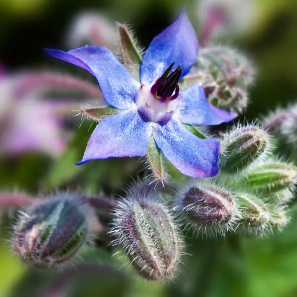 Borage plant growing in the field.