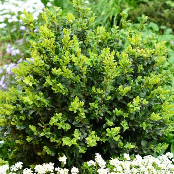 Boxwood plant growing in a garden.