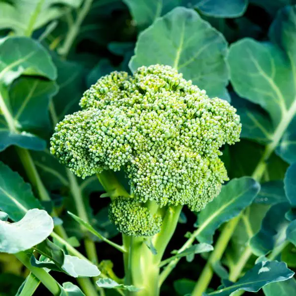 Broccoli close-up.
