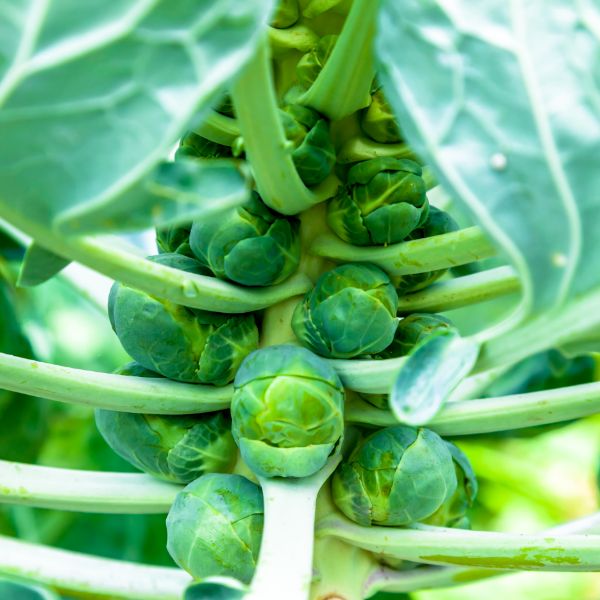 Brussel sprout plant close-up.