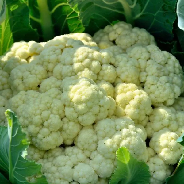 Cauliflower close-up.