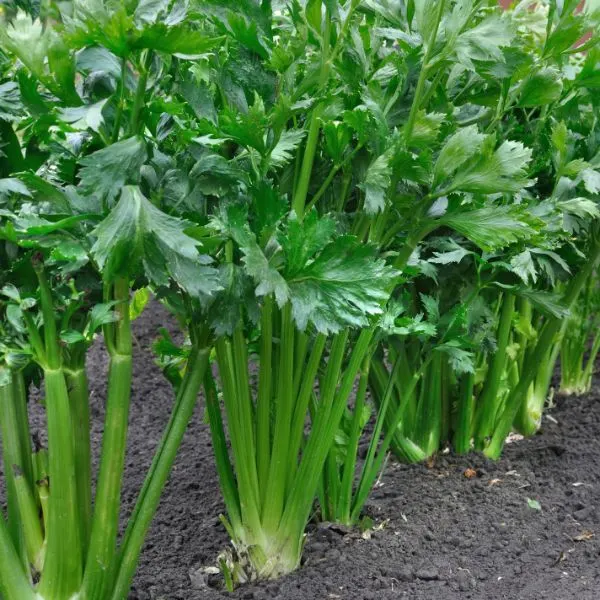 Celery growing in a garden.
