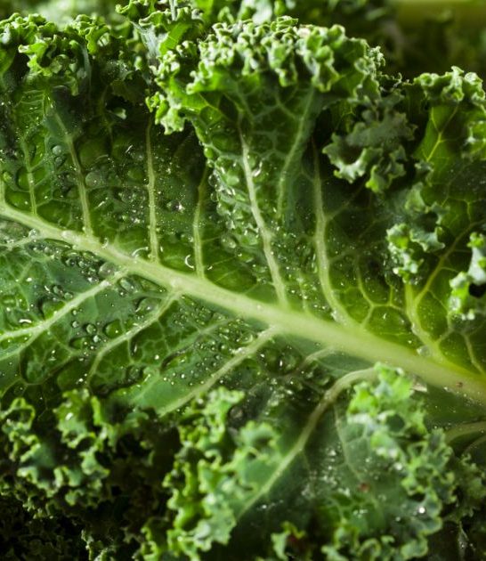Companion Plants For Kale