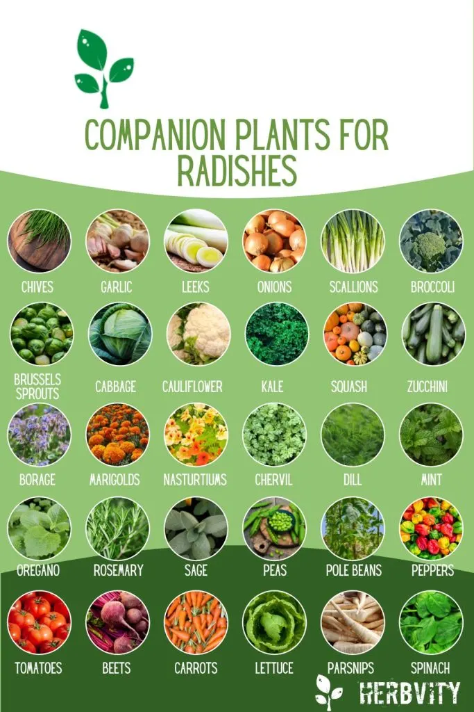 Infographic about radish companion plants
