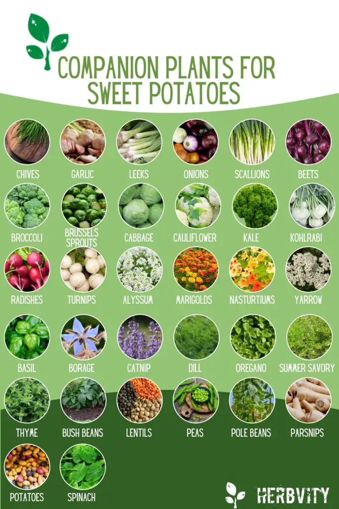Infographic of plants that go well with sweet potatoes