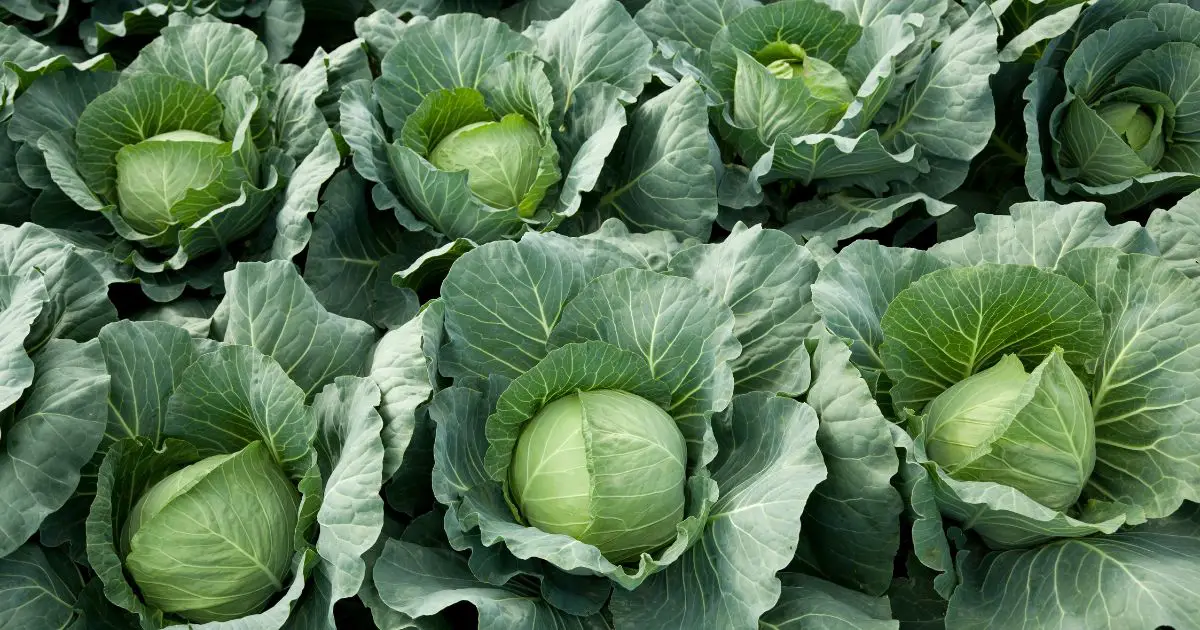 Companion plants for Cabbage