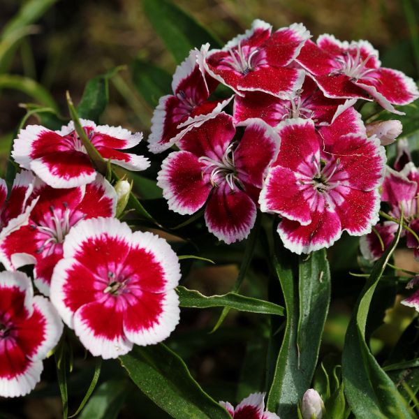 Dianthus close-up with green leaves in the background.