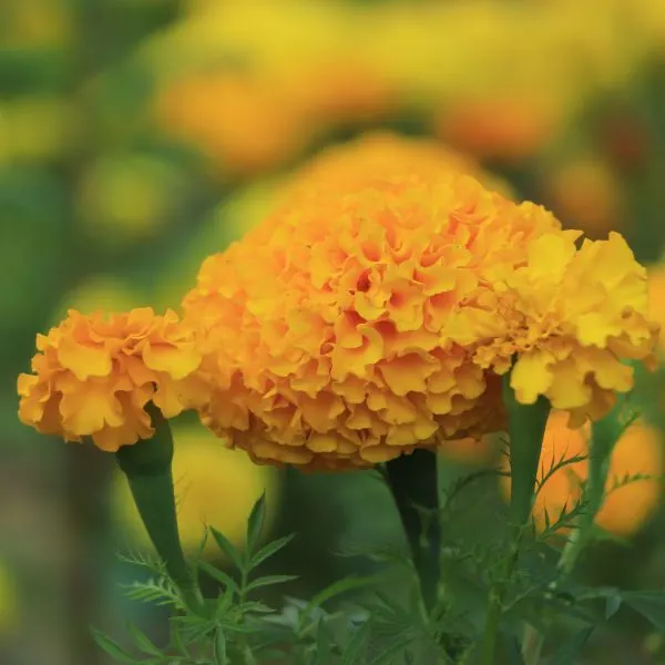 Dwarf marigolds growing in the field.