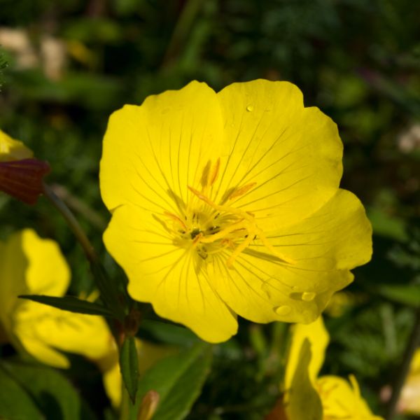 Evening primrose close-up with green leaves in the background.
