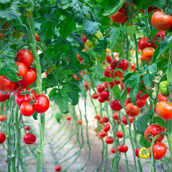 Field of tomatoes.