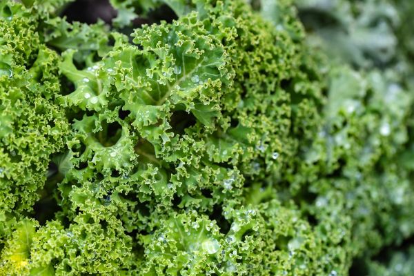 Kale close-up.