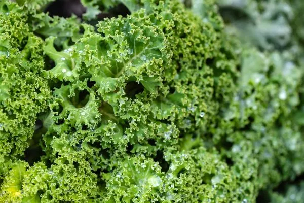 Kale close-up.