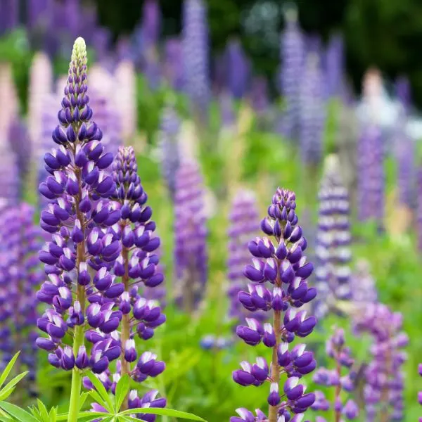 Lupines growing in the field.