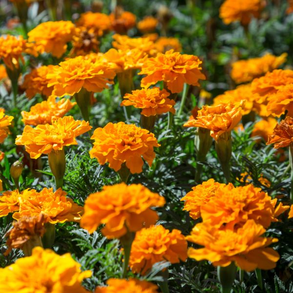 Marigolds blooming.