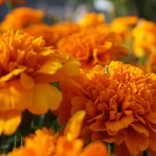 Marigolds in bloom.