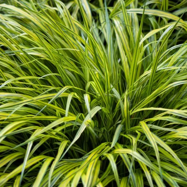 Ornamental grass close-up.
