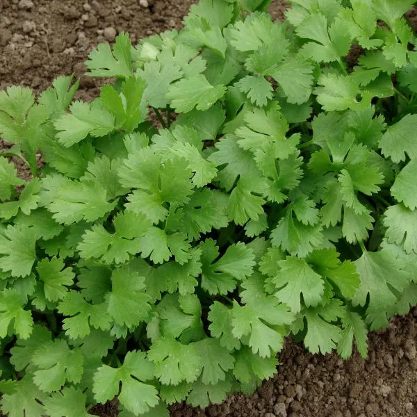 Parsley close-up growing in the field.