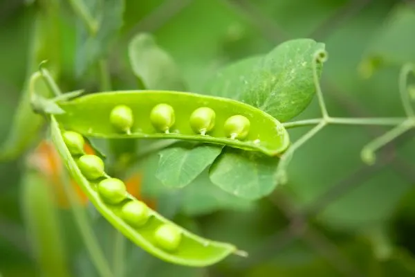 Peas close-up.