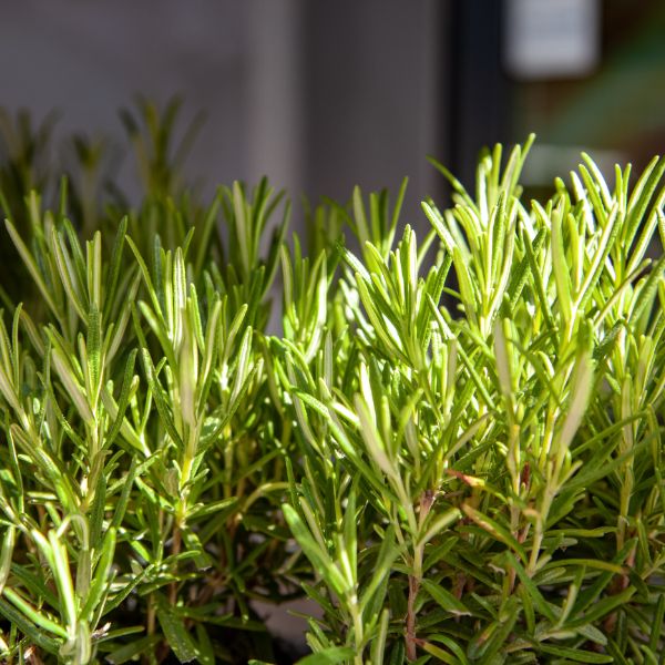 Rosemary plant growing in pots.