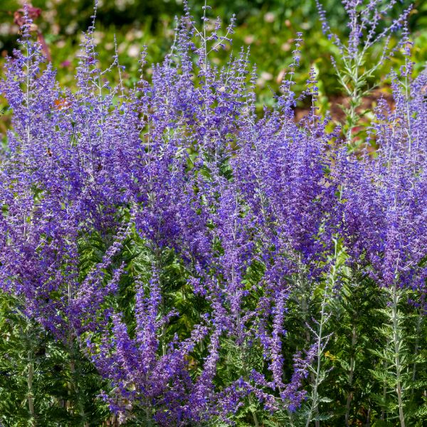 Russian sage growing in the field.