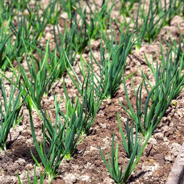Shallots growing in the field.