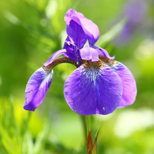 Siberian Iris in bloom.