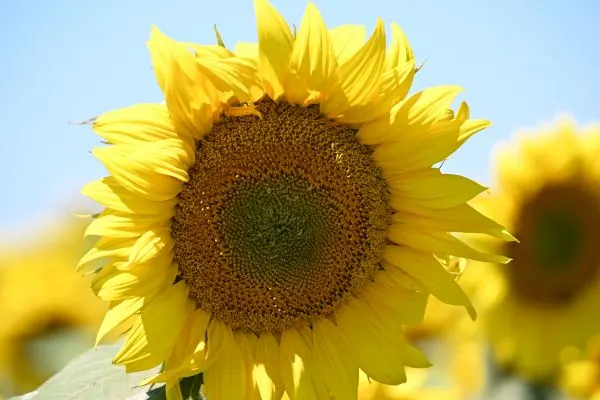 Sunflower close-up.