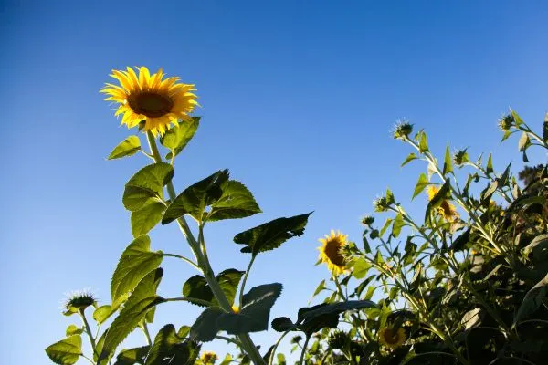 Sunflower growing in the field.