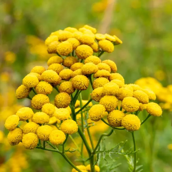 Tansy in bloom.