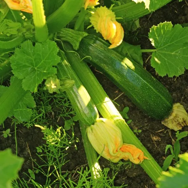 Zucchini growing in a garden.