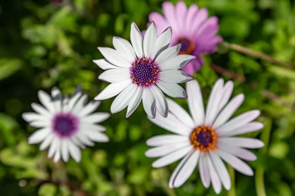 African daisies growing in the field.