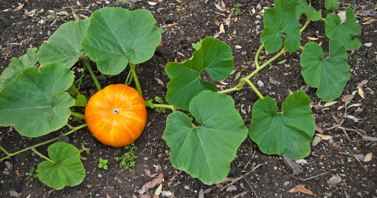 Best Time To Plant Pumpkin Seeds