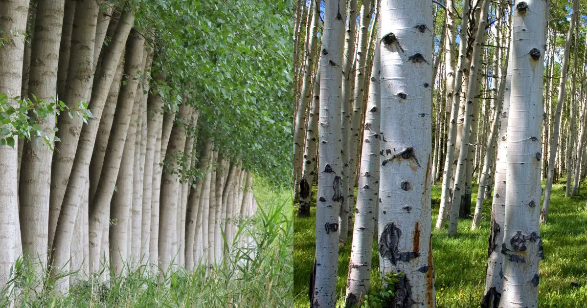 Birch Tree vs Poplar Tree