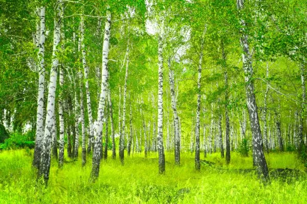Birch tree forest.