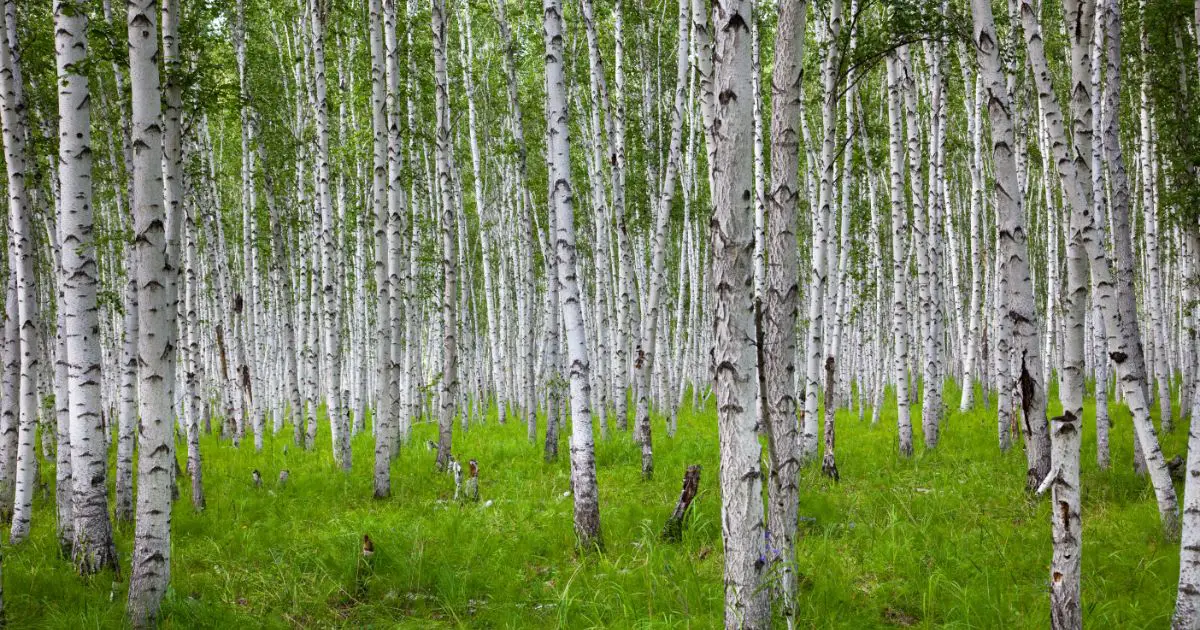 Birch vs Aspen Trees