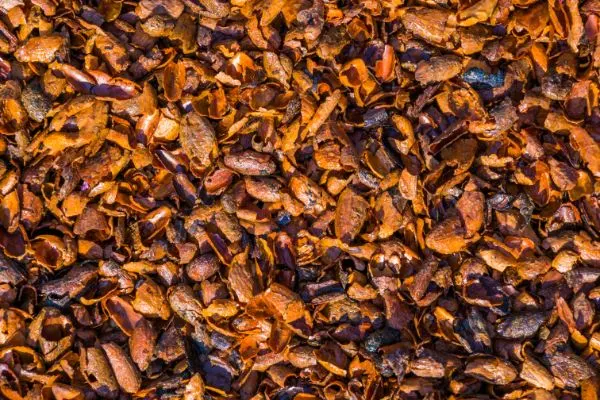 Cocoa bean mulch close-up.