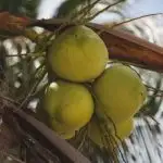 Coconut Palm tree close-up.