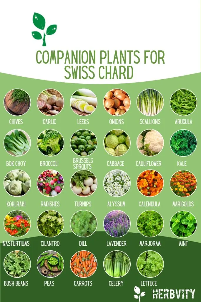 Infographic about companion plants for Swiss Chard
