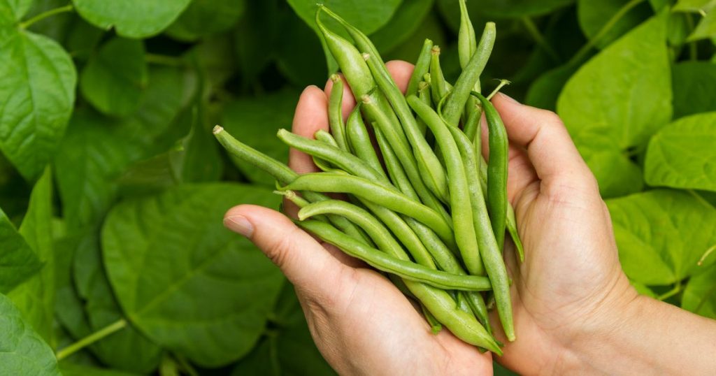 Green beans growing in the field.