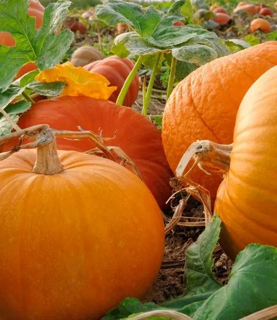 Companion Plants for pumpkins