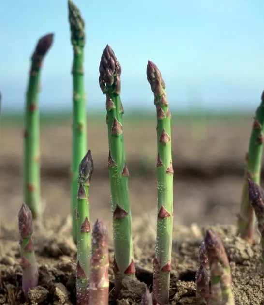 Companion plants for asparagus