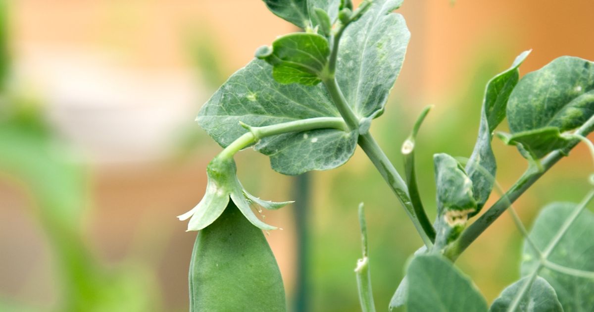 Companion plants for green beans