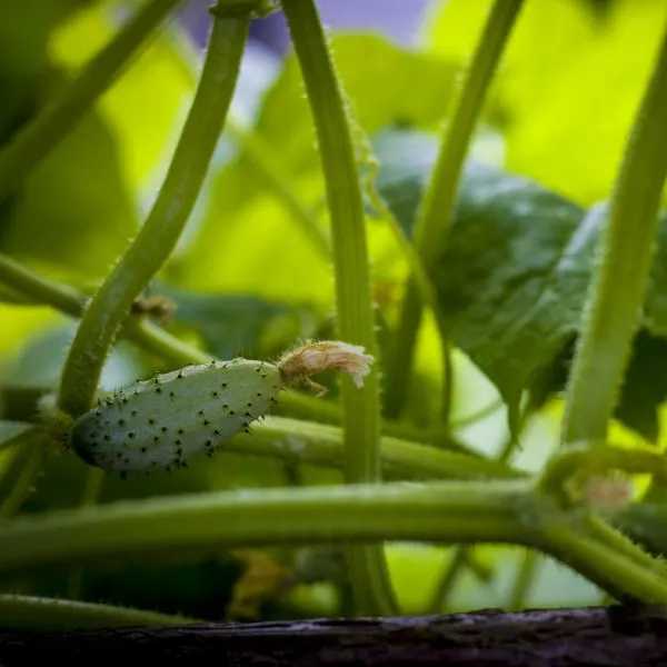Cucumber Gherkin growing on vine