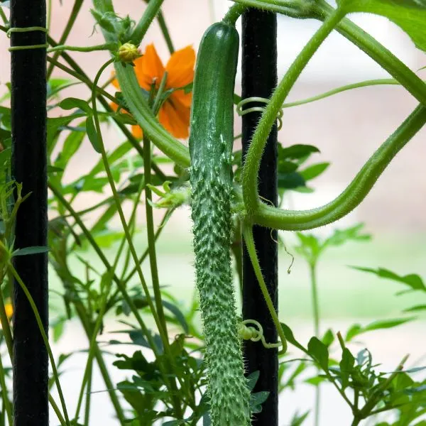English cucumber growing on vine with flower in the background