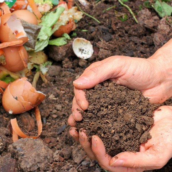 Fresh compost being held in hands next to freshly added food waste such as eggshells lettuce and more